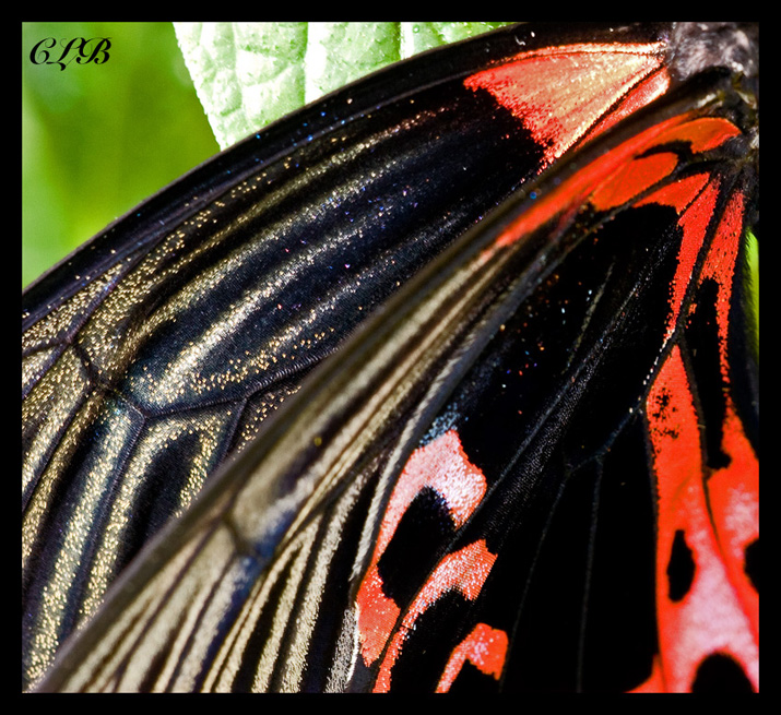 Scarlet Mormon