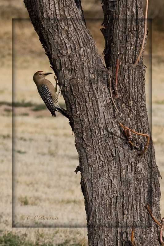 Gila Woodpecker