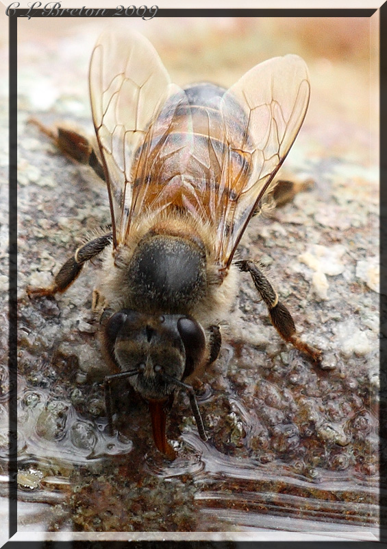 Bird Bath Bee