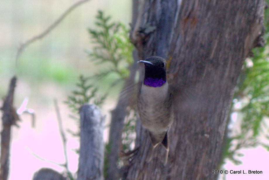 Black-chinned Hummingbird