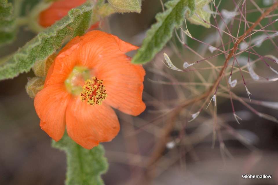 Globemallow (Malvaceae)