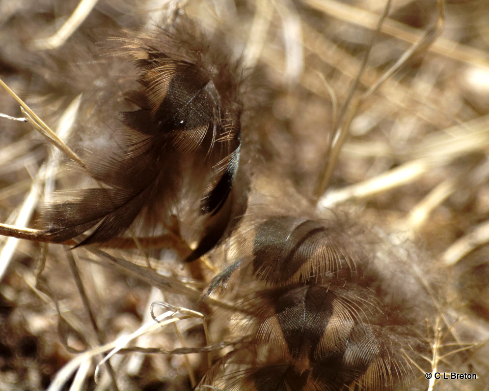 Feathers