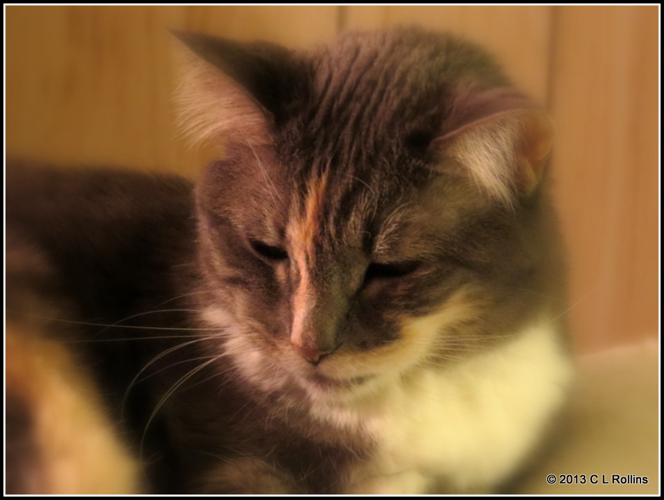 My Sweet Gigi