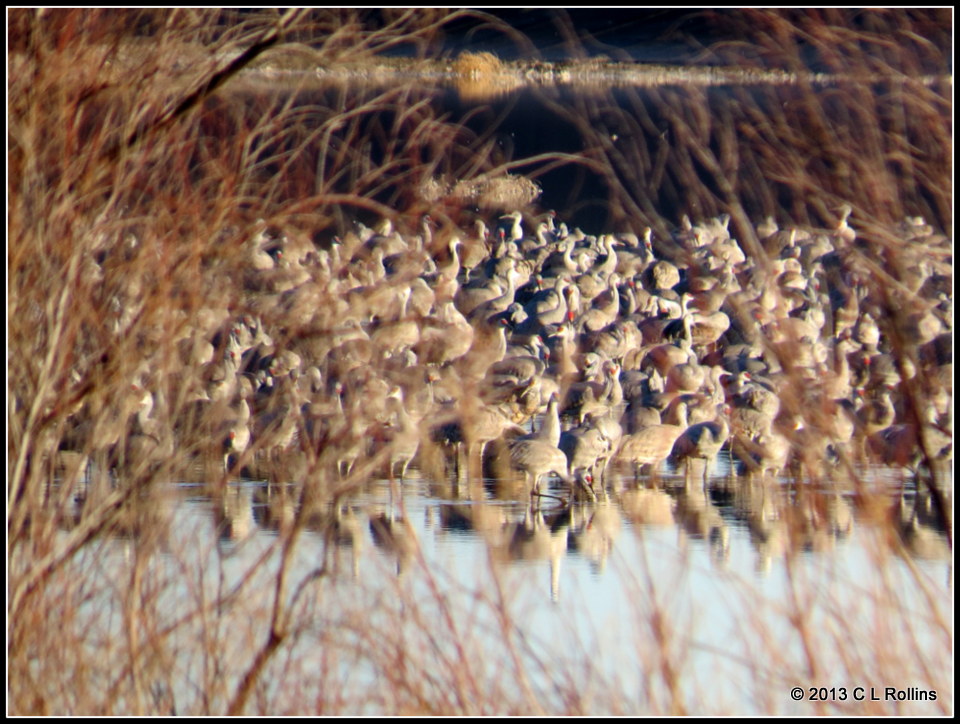 Sandhill Cranes