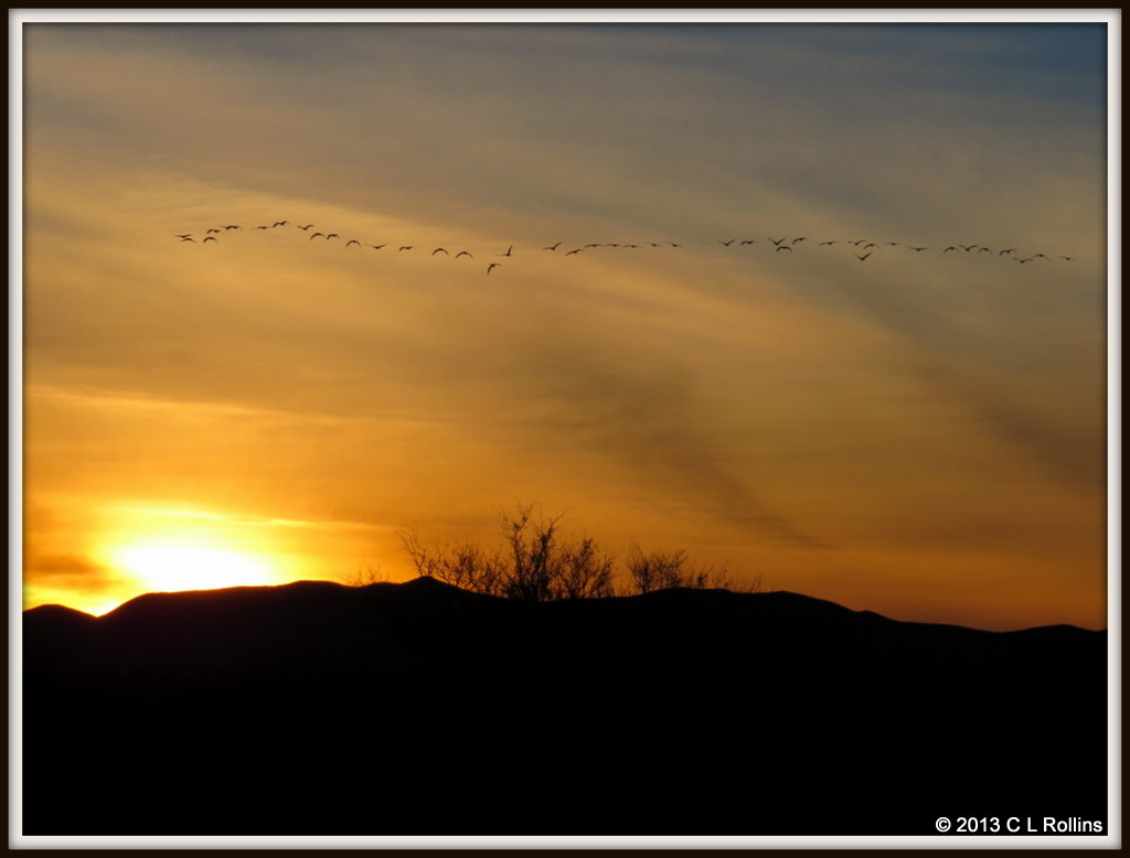 IMG_0269 Sandhill Cranes at Sunset
