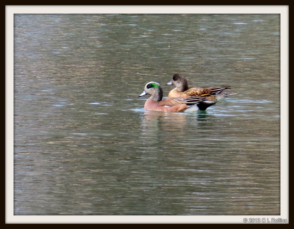 IMG_0523 American Wigeon