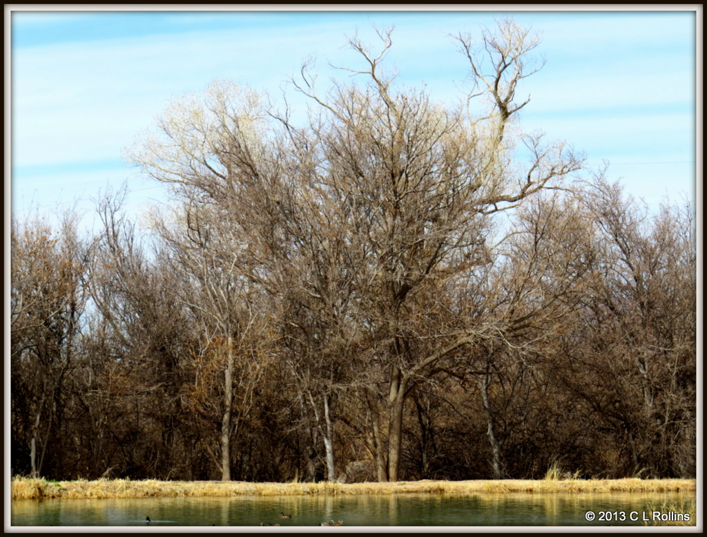 IMG_0554 Trees