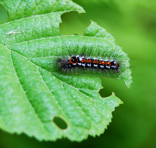 Colorful caterpilar