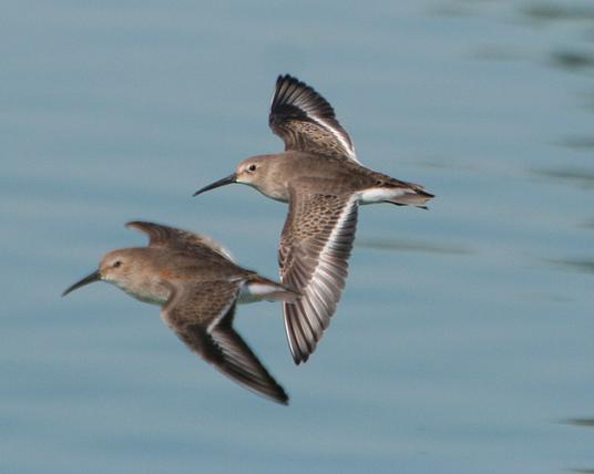 Dunlins
