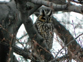 Long Eared Owl- Central Park