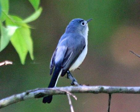 Blue-gray Gnatcatcher.  Bells Slough North
