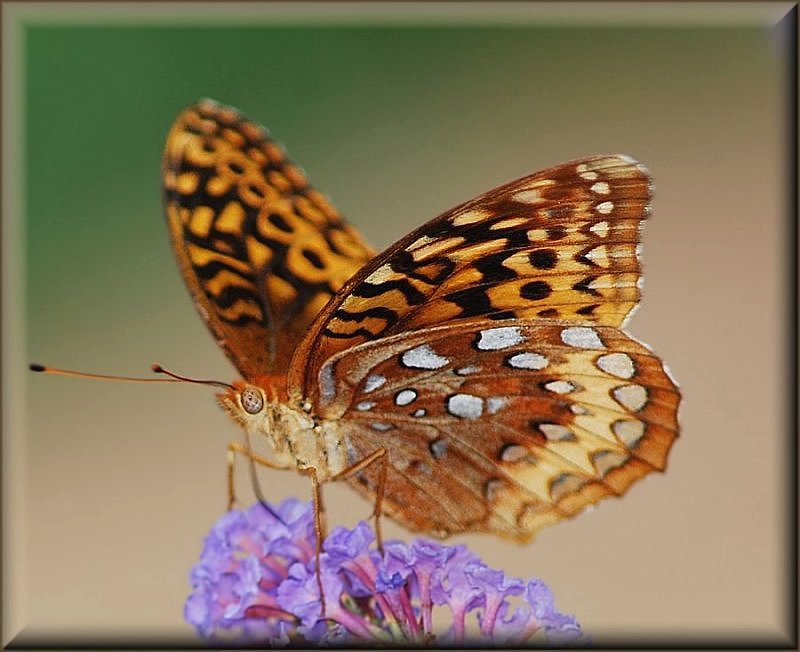Butterfly2