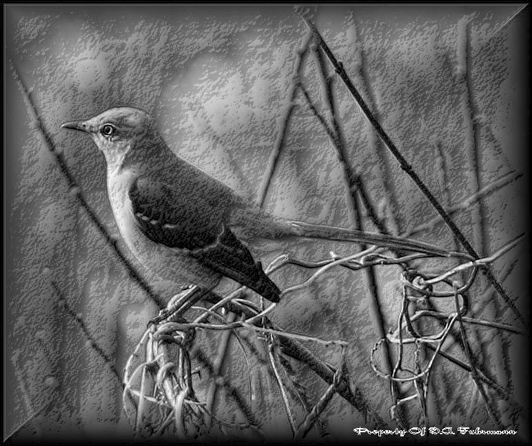 Mockingbird  -02/15/08
