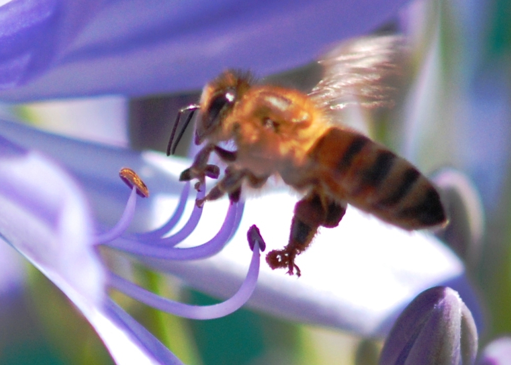 Chocolate Eating Bee