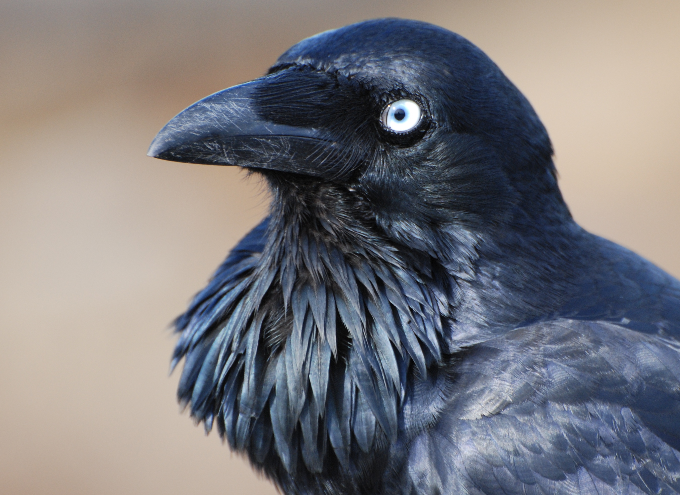 Crow