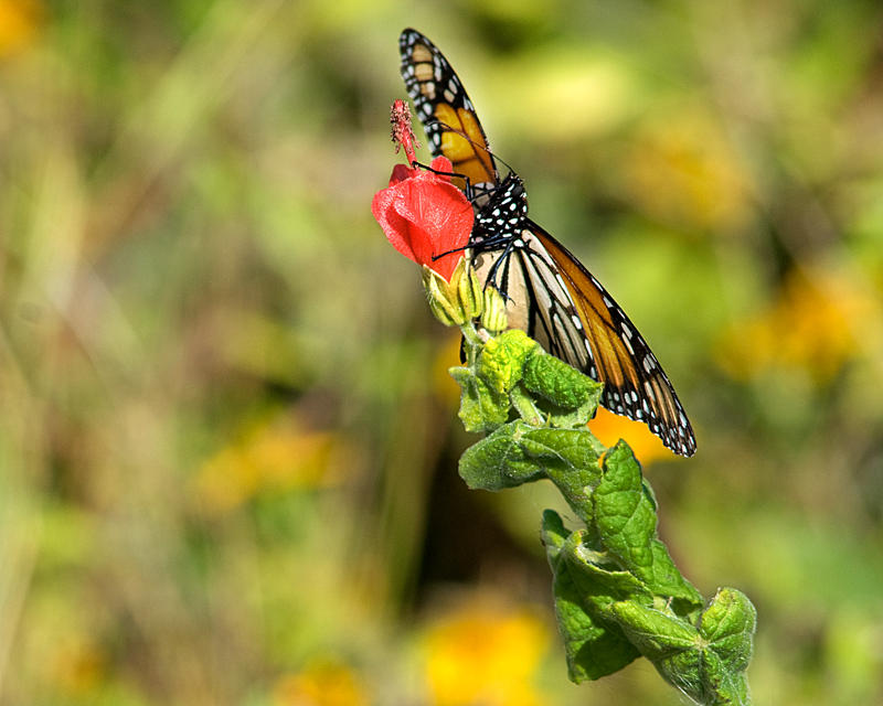 Monarch and Turks Cap