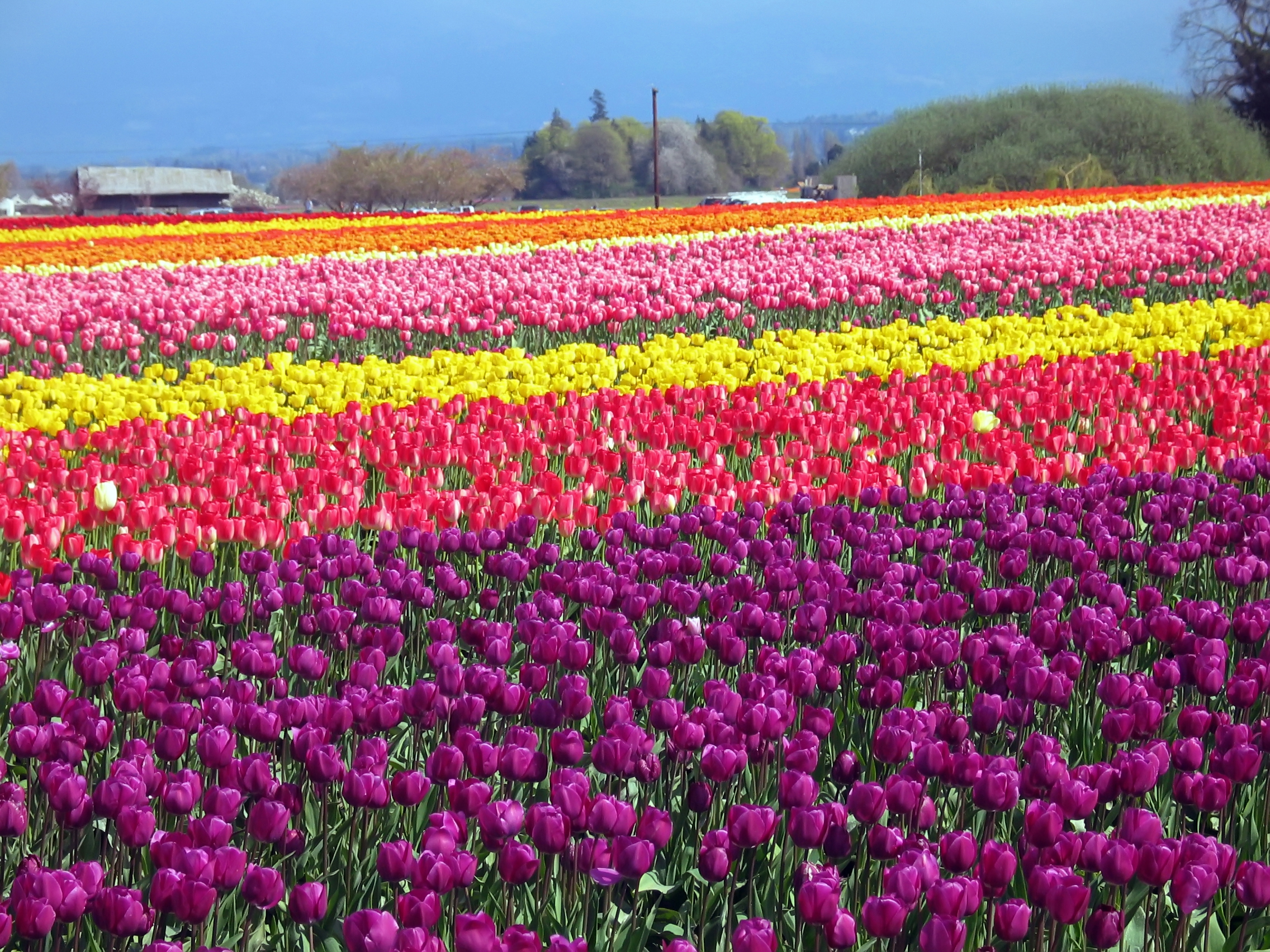 WA tulip festival 