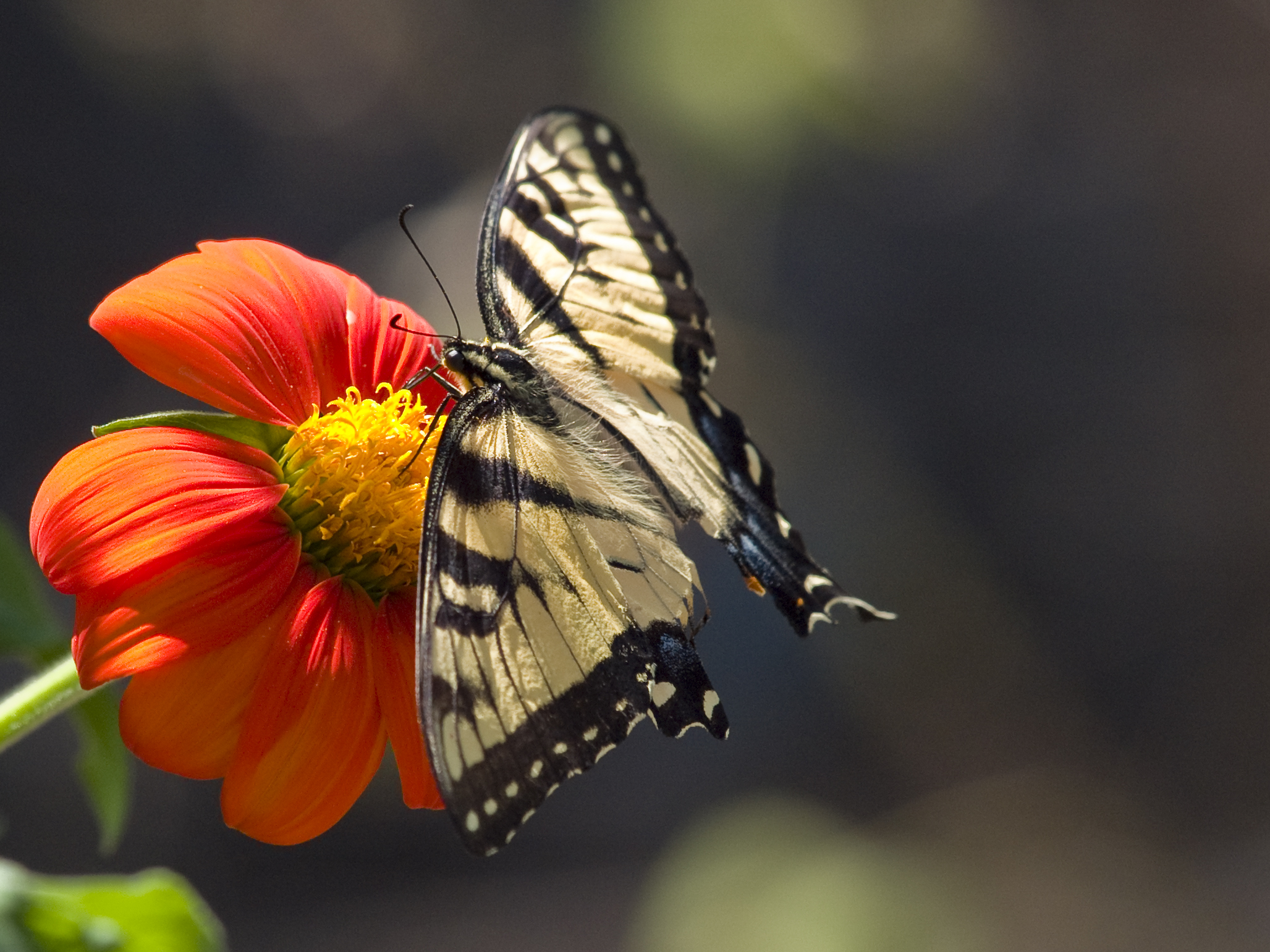 sunny tiger swallow