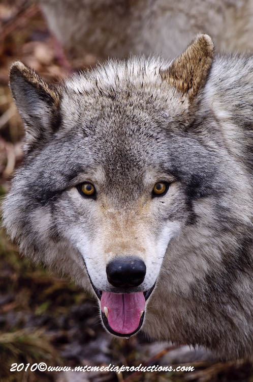 timberwolf215.jpg