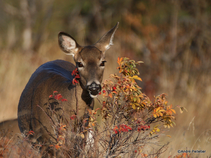 Chevreuil Cerf de Virgine Whitetail deer-65.JPG