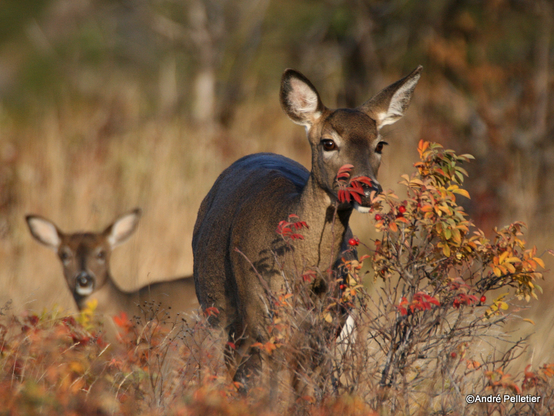 Chevreuil Cerf de Virgine Whitetail deer-64.JPG