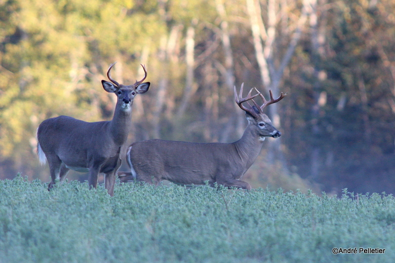 Whitetail deer Chevreuil Cerf de Virginie-21.JPG