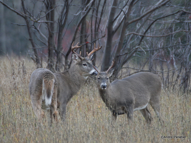 Chevreuil Cerf de Virgine Whitetail deer-93.JPG