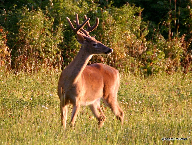 Chevreuil Cerf de Virgine Whitetail deer-35.JPG