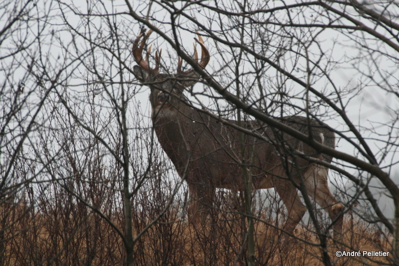 Chevreuil Cerf de Virgine Whitetail deer-108.JPG