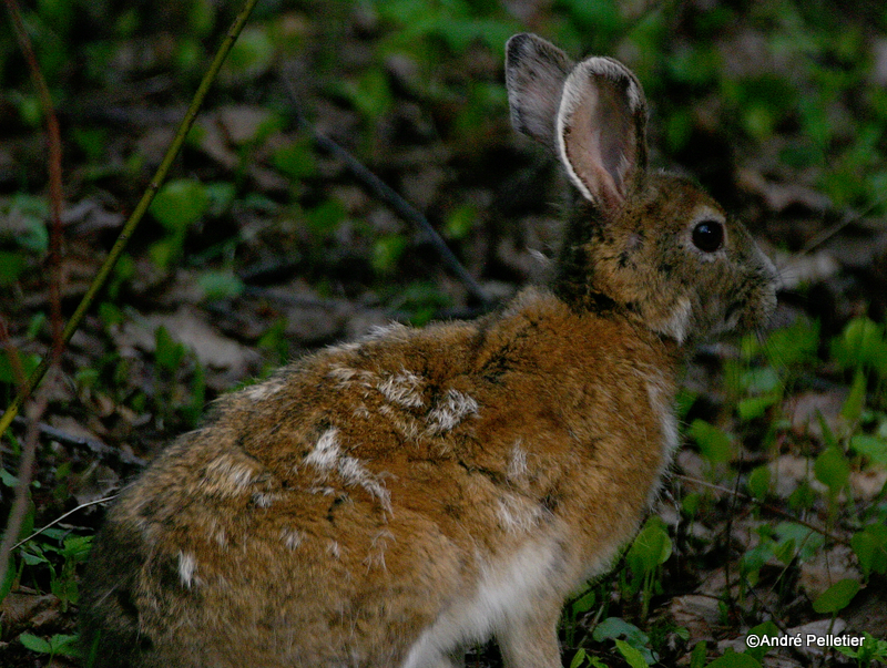 Snowshoe Hare / Livre dAmrique
