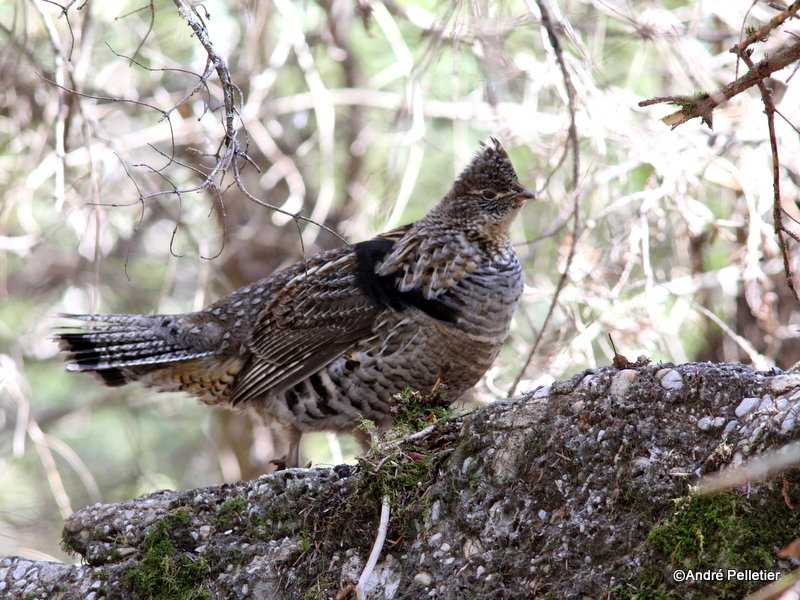 Ruffed grouse / Glinotte huppe