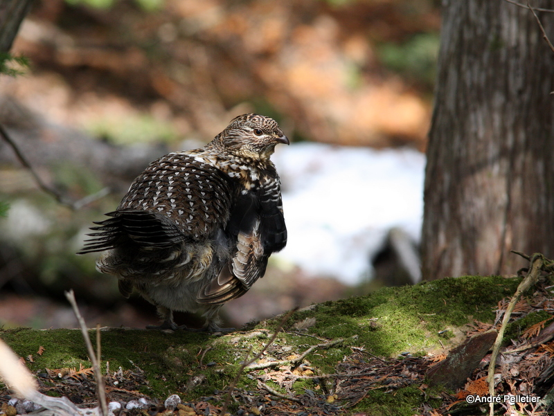 Ruffed grouse / Glinotte huppe