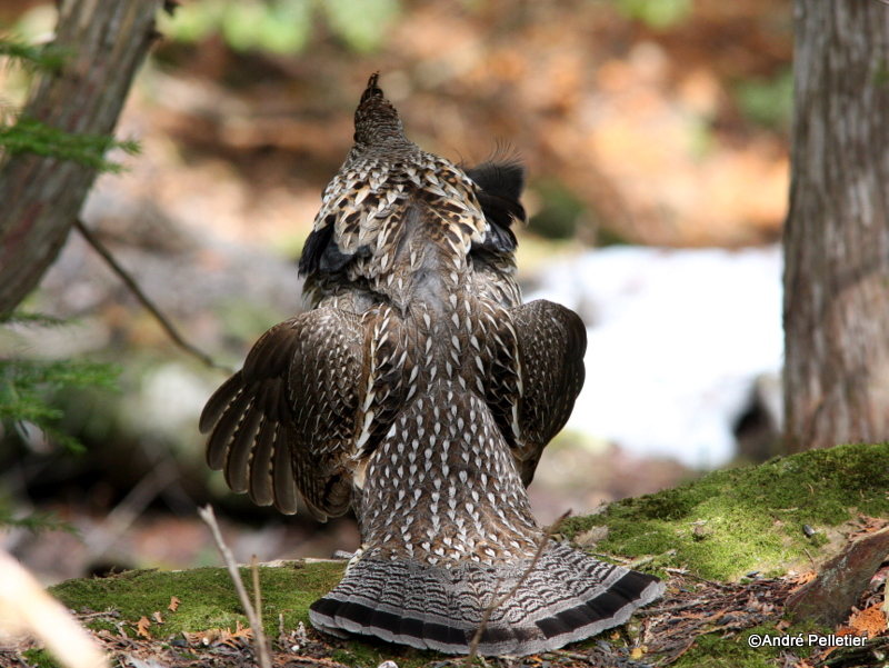 Ruffed grouse male / Glinotte mle