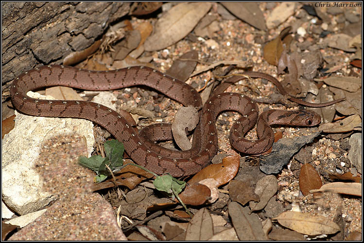 <i>Dasypeltis scabra</i><br>African Egg-eating Snake