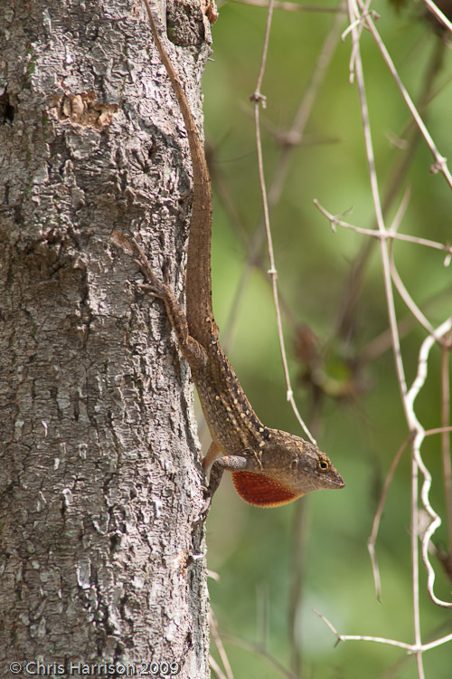 <i>Anolis sagrei</i><br>Brown Anole