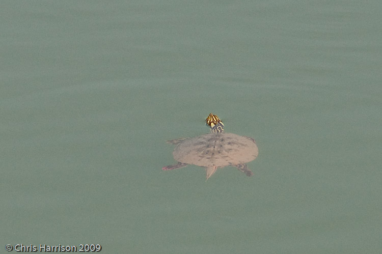 <i>Pseudemys gorzugi</i><br><b>Rio Grande Cooter</b>