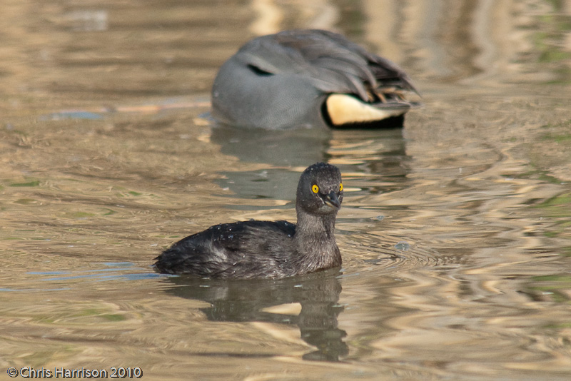Least Grebe