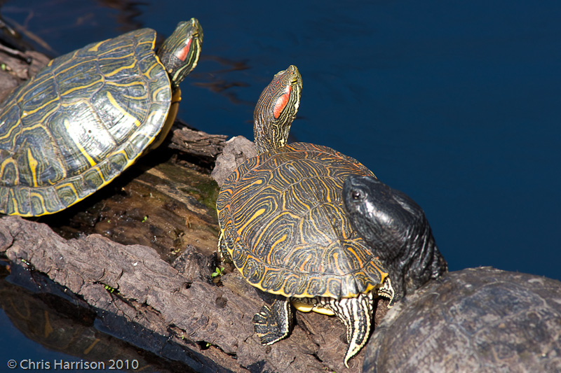 <i>Trachemys scripta</i><br><b>Red-eared Slider</b>