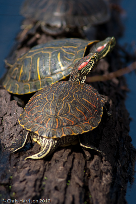 <i>Trachemys scripta</i><br><b>Red-eared Slider</b>