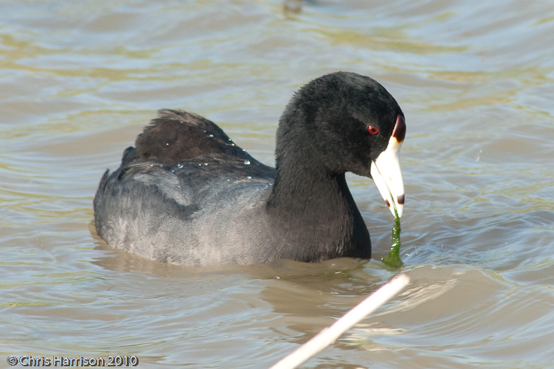 American Coot