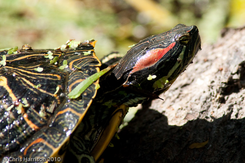 <i>Trachemys scripta</i><br><b>Red-eared Slider</b>