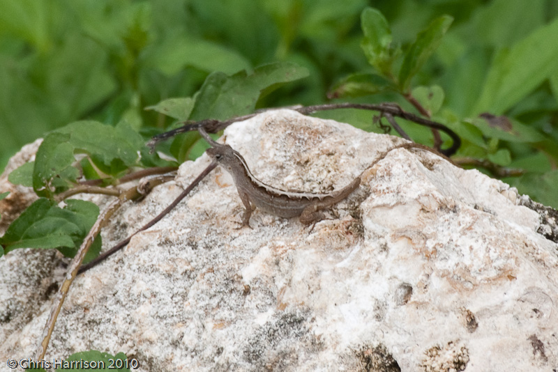 <i>Anolis sericeus</i><br>Silky Anole