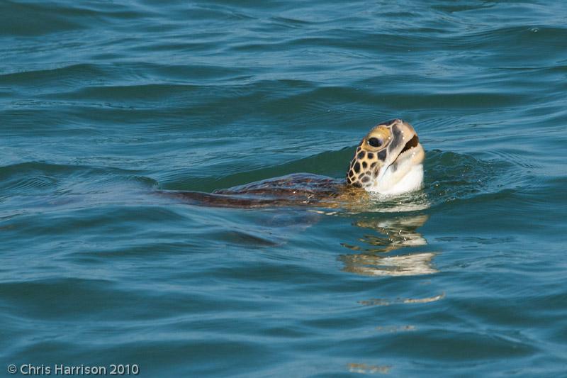 <i>Chelonia mydas</i><br>Green Sea Turtle