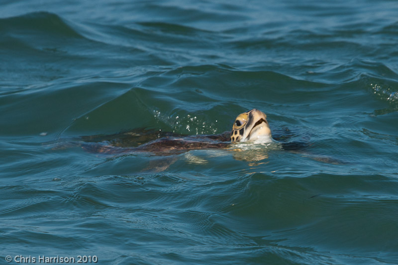 <i>Chelonia mydas</i><br>Green Sea Turtle