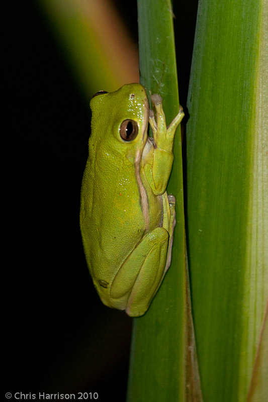<i>Hyla cinerea</i><br>Green Treefrog