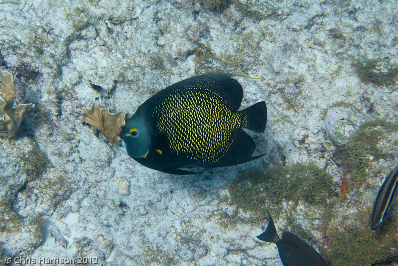 French Angelfish