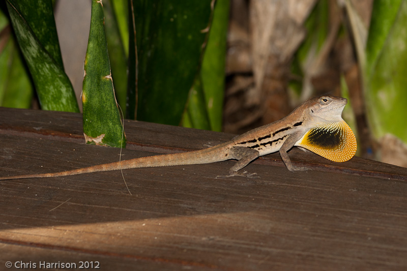 <i>Anolis lineatus</i><br>Striped Anole