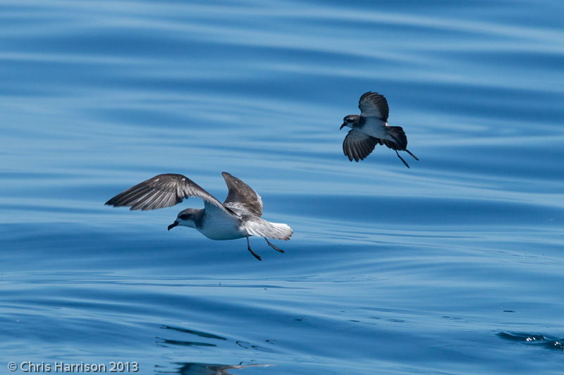 Cooks Petrel and <br>White-faced Storm-Petrel