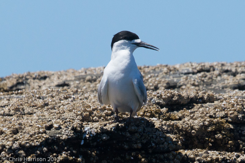 White-fronted Tern