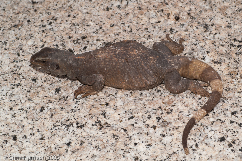 <i>Sauromalus ater</i><br>Common Chuckwalla